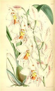Odontoglossum crispum (as Odontoglossum alexandrae var. trianae) - Curtis' 94 (Ser. 3 no. 24) pl. 5691 (1868)