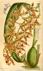Odontoglossum praevisum 144-8780
