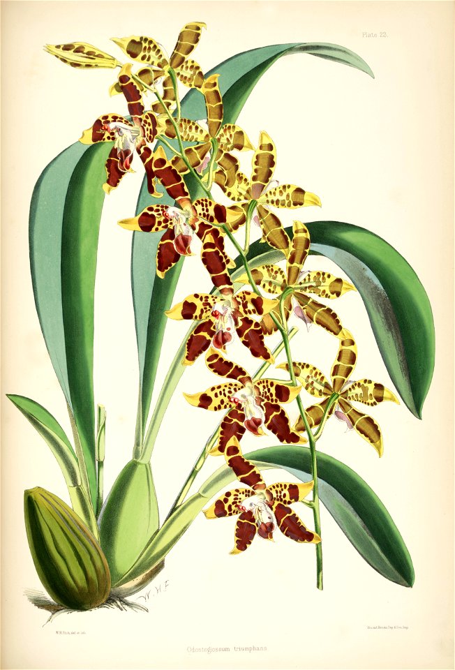 Odontoglossum spectatissimum (as Odontoglossum triumphans) - pl. 23 - Bateman, Monogr.Odont