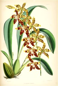 Odontoglossum spectatissimum (as Odontoglossum triumphans) - pl. 23 - Bateman, Monogr.Odont. Free illustration for personal and commercial use.