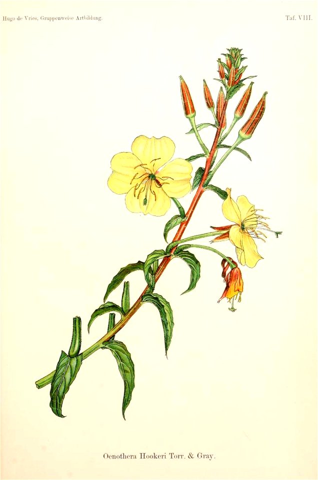 Oenothera elata subsp. hookeri