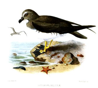 OestrelataMagentaeKeulemans