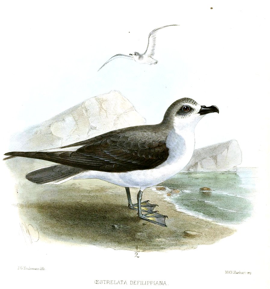 OestrelataDefilippianaKeulemans