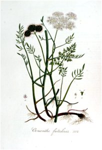 Oenanthe fistulosa — Flora Batava — Volume v7