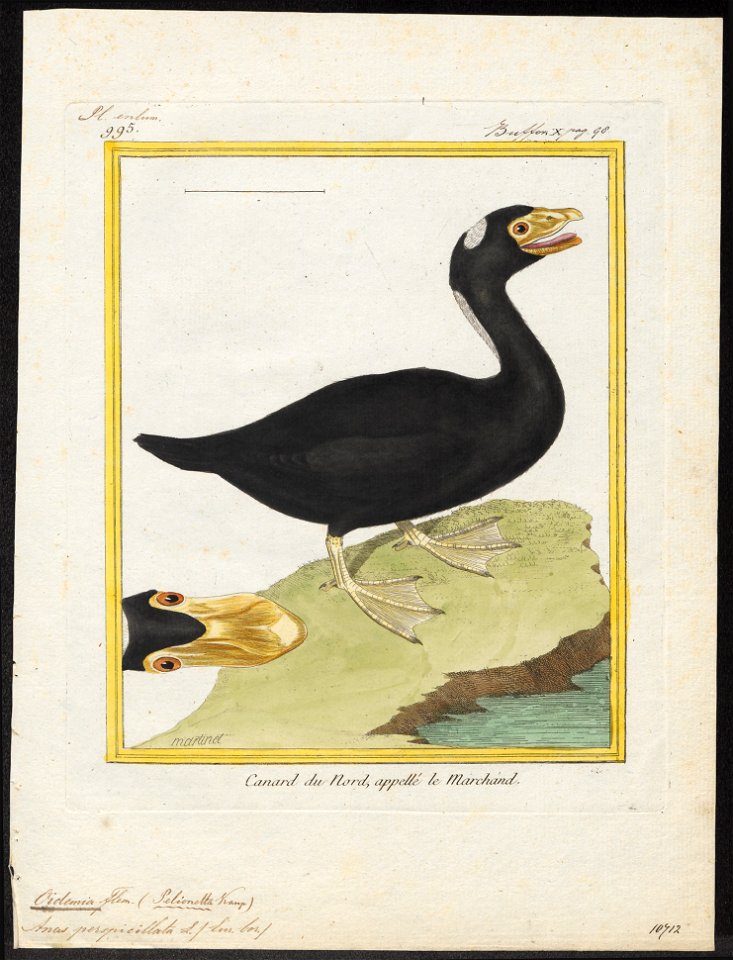Oidemia perspicillata - 1700-1880 - Print - Iconographia Zoologica - Special Collections University of Amsterdam - UBA01 IZ17700141