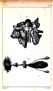 Oeuvres complètes de Buffon Plate 462 Lemur catta