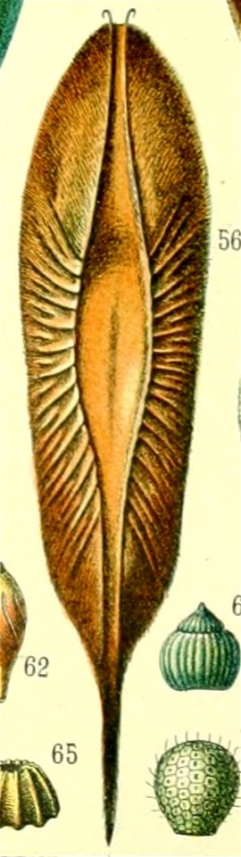 Oeuf de chimere