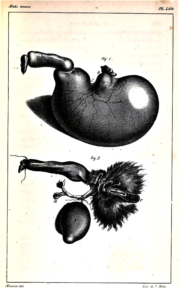 Oeuvres complètes de Buffon Plate 460 Lemur catta
