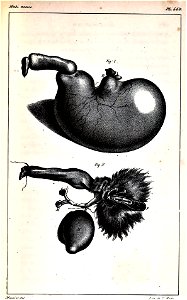 Oeuvres complètes de Buffon Plate 460 Lemur catta