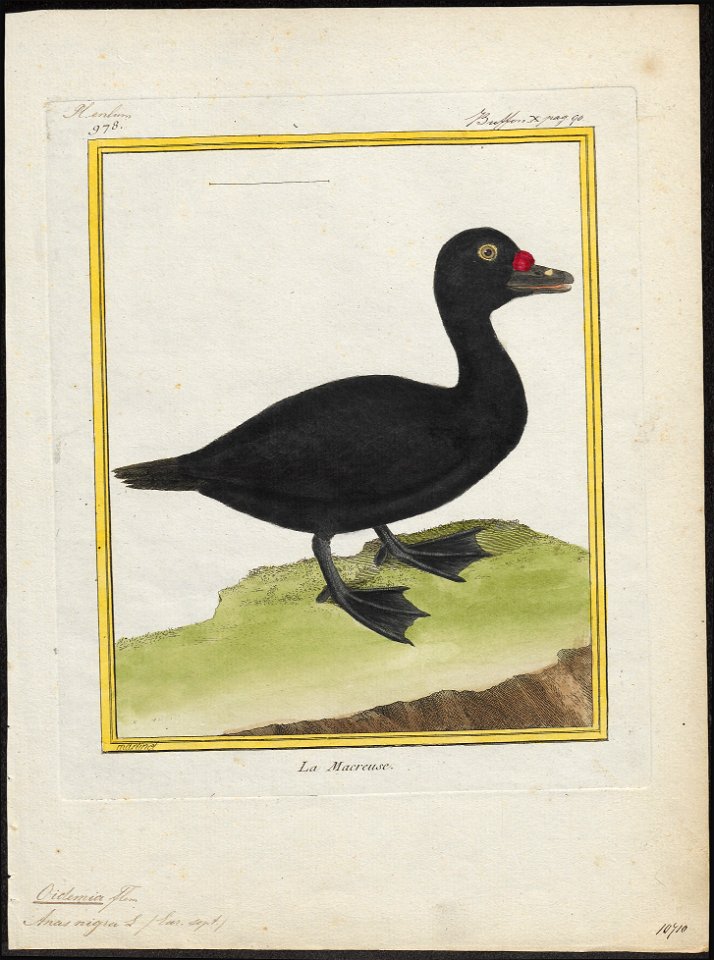 Oidemia nigra - 1700-1880 - Print - Iconographia Zoologica - Special Collections University of Amsterdam - UBA01 IZ17700129