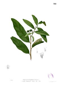 Olax imbricata Blanco2.311