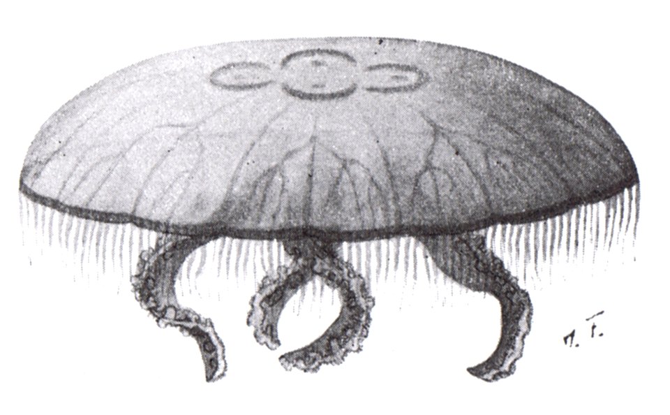 Ohrenqualle (Aurelia aurita)