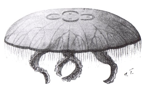 Ohrenqualle (Aurelia aurita)