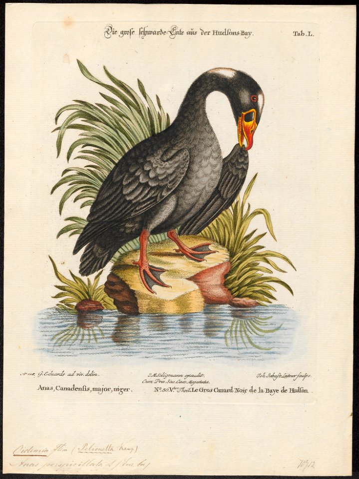 Oidemia perspicillata - 1700-1880 - Print - Iconographia Zoologica - Special Collections University of Amsterdam - UBA01 IZ17700143