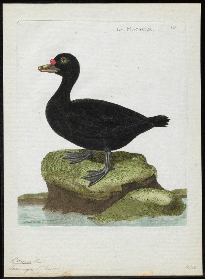 Oidemia nigra - 1790-1796 - Print - Iconographia Zoologica - Special Collections University of Amsterdam - UBA01 IZ17700131