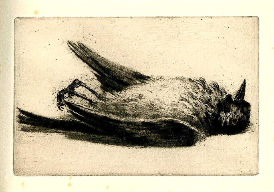 Oiseau mort, eau-forte de Charles Pinet