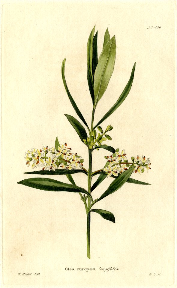 Olea europaeae longifolia Loddiges 456 W Miller delt GC sculpt