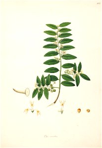 Olax scandens Roxburgh 1798 2-102