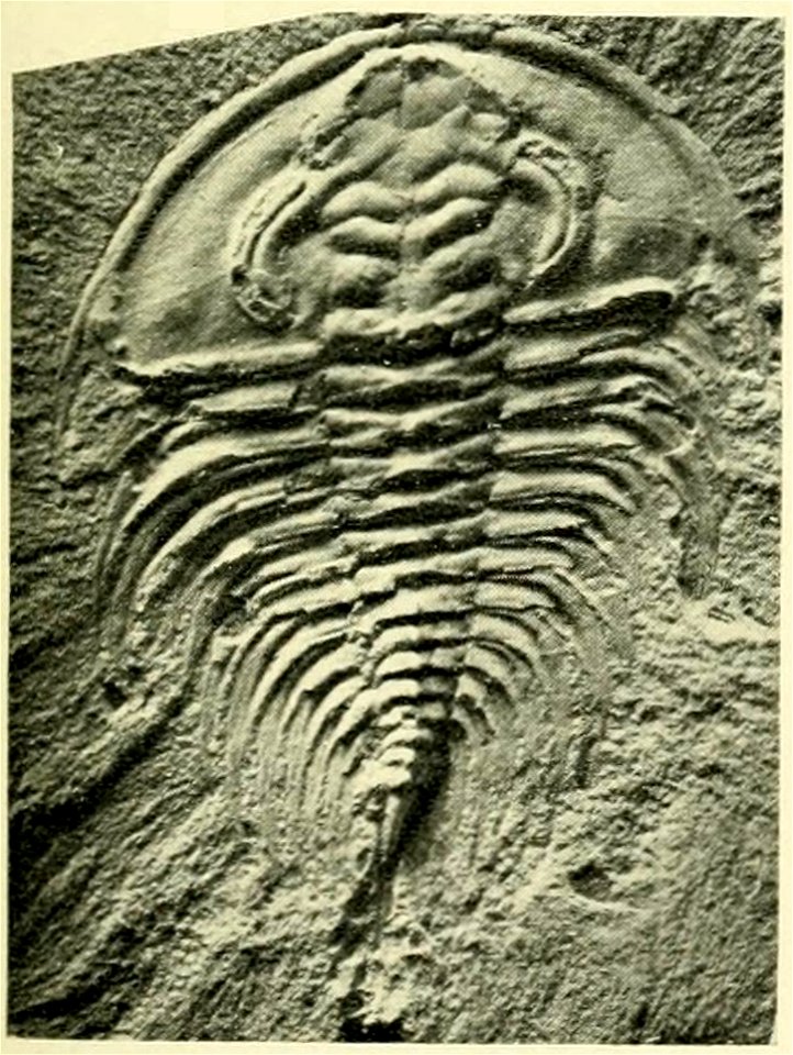 Olenellus cf. truemani USNM PAL 60088