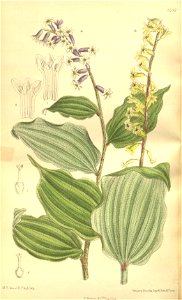 Oligobotrya henryi 135-8238