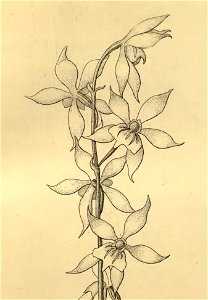 Oliveriana egregia - Cischweinfia dasyandra (as Trichopilia dasyandra)- Xenia 3 pl 230 - cropped 1