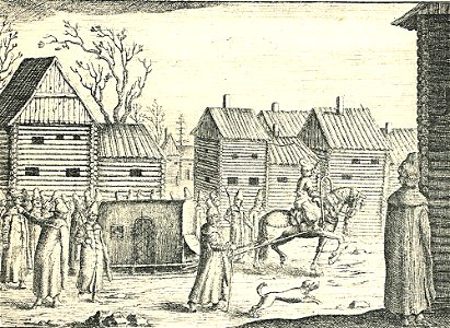 Olearius sani