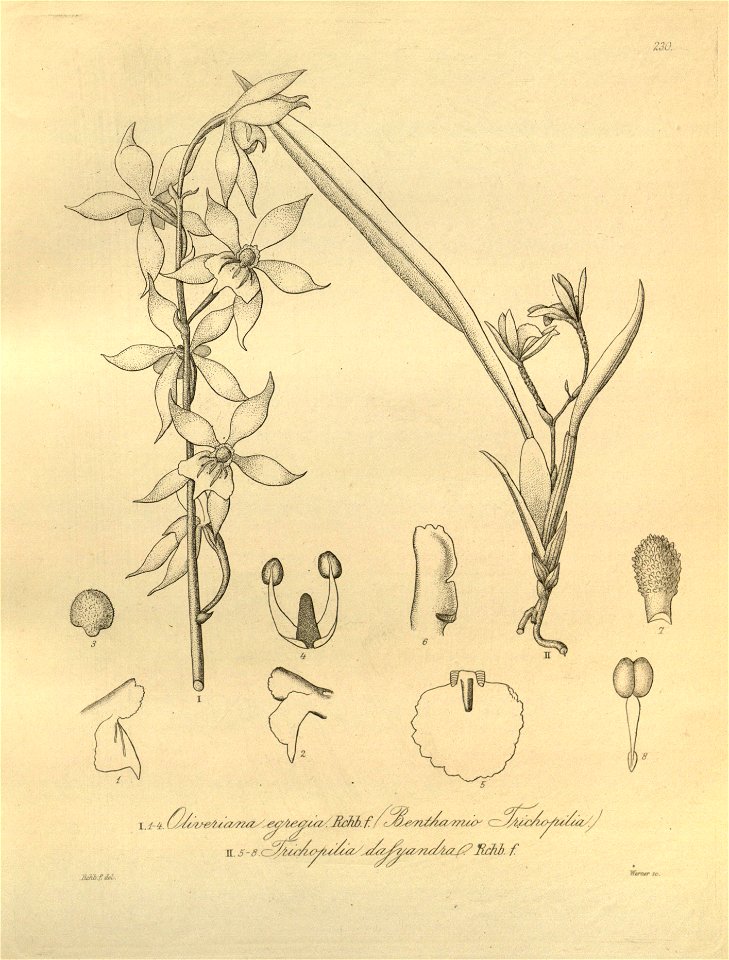 Oliveriana egregia - Cischweinfia dasyandra (as Trichopilia dasyandra)- Xenia 3 pl 230