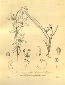 Oliveriana egregia - Cischweinfia dasyandra (as Trichopilia dasyandra)- Xenia 3 pl 230