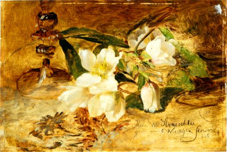 Olga Wisinger-Florian - Black hellebore