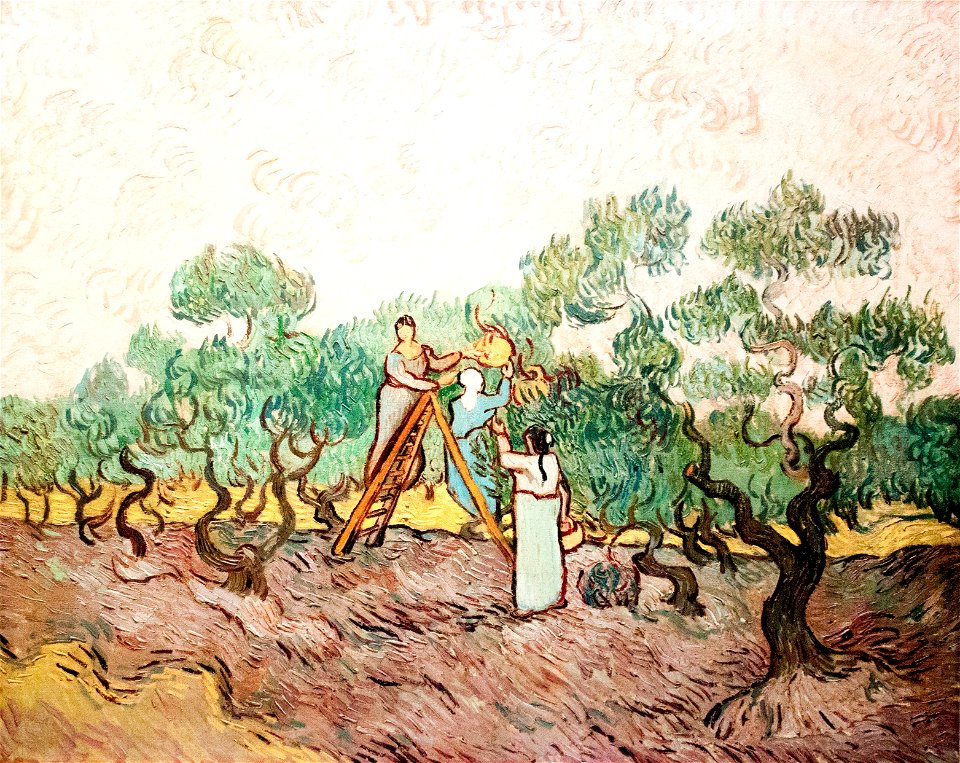Olive Picking (JH 1869) - My Dream