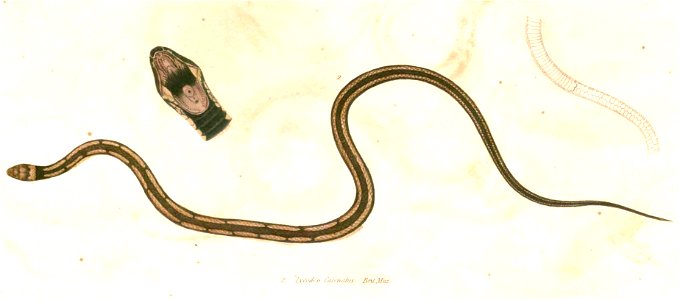 Oligodon catenatus Hardwicke
