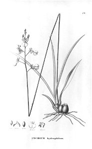 Oncidium hydrophilum. Free illustration for personal and commercial use.