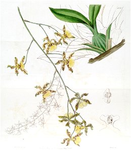 Oncidium altissimum (Jacq.) Sw. - Edwards vol 22 pl 1851 (1836)
