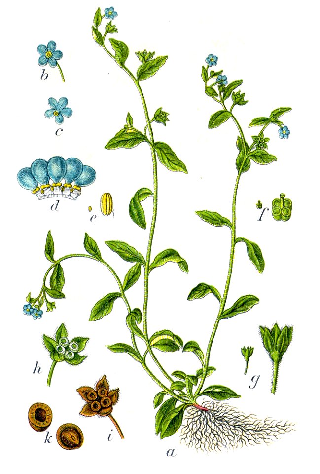 Omphalodes scorpioides Sturm4