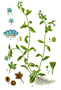 Omphalodes scorpioides Sturm4