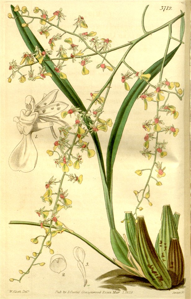 Oncidium raniferum (as Oncidium raniferuma var. angustifolia) - Curtis' 66 (N.S. 13) pl. 3712 (1840)