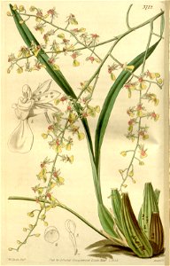 Oncidium raniferum (as Oncidium raniferuma var. angustifolia) - Curtis' 66 (N.S. 13) pl. 3712 (1840). Free illustration for personal and commercial use.