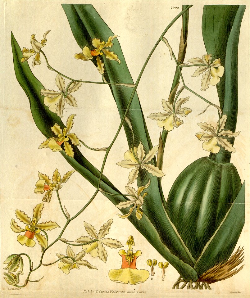 Oncidium altissimum (Jacq.) Sw. - Curtis v. 57 (1830) pl. 2990