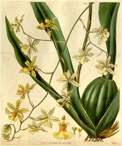 Oncidium altissimum (Jacq.) Sw. - Curtis v. 57 (1830) pl. 2990