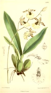 Oncidium dasytyle (as Oncidium dasystyle) - Curtis' 106 (Ser. 3 no. 36) pl. 6494 (1880)