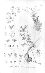 Oncidium bifolium - Oncidium martianum - Fl. Br. 3-6-76. Free illustration for personal and commercial use.