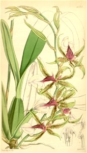 Oncidium hastilabium (as Odontoglossum hastilabium) - Curtis' 72 (Ser. 3 no. 2) pl. 4272 (1846). Free illustration for personal and commercial use.