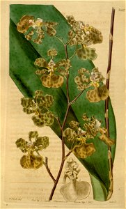 Oncidium luridum- Curtis' 64 (N.S. 11) pl. 3565 (1837)