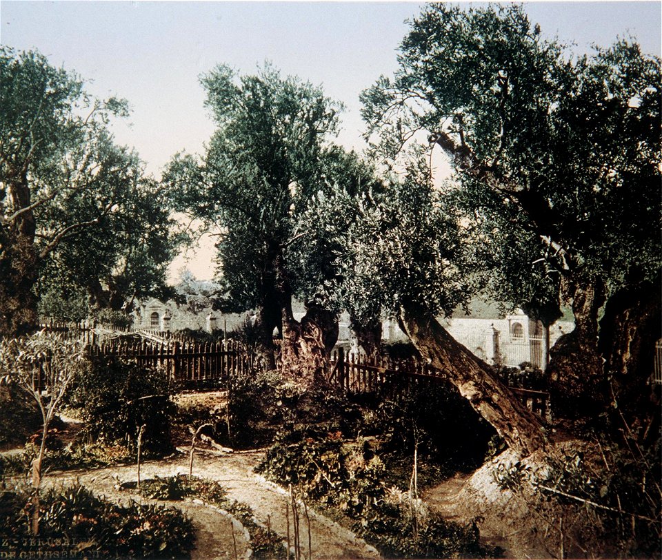OLIVE TREES IN GETHSEMANE IN JERUSALEM.