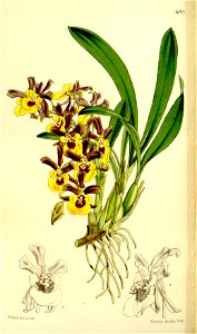 Oncidium longipes-Curtis' 86-5193 (1860). Free illustration for personal and commercial use.