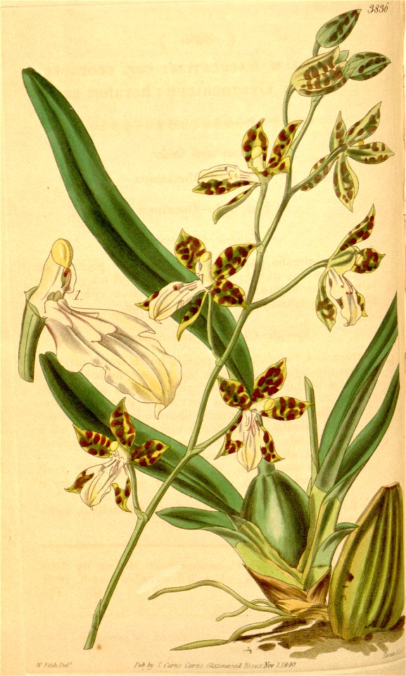 Oncidium maculatum (as Cyrtochilum maculatum var. ecornutum) - Curtis' 67 (N.S. 14) pl. 3836 (1841)