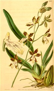 Oncidium maculatum (as Cyrtochilum maculatum var. ecornutum) - Curtis' 67 (N.S. 14) pl. 3836 (1841). Free illustration for personal and commercial use.