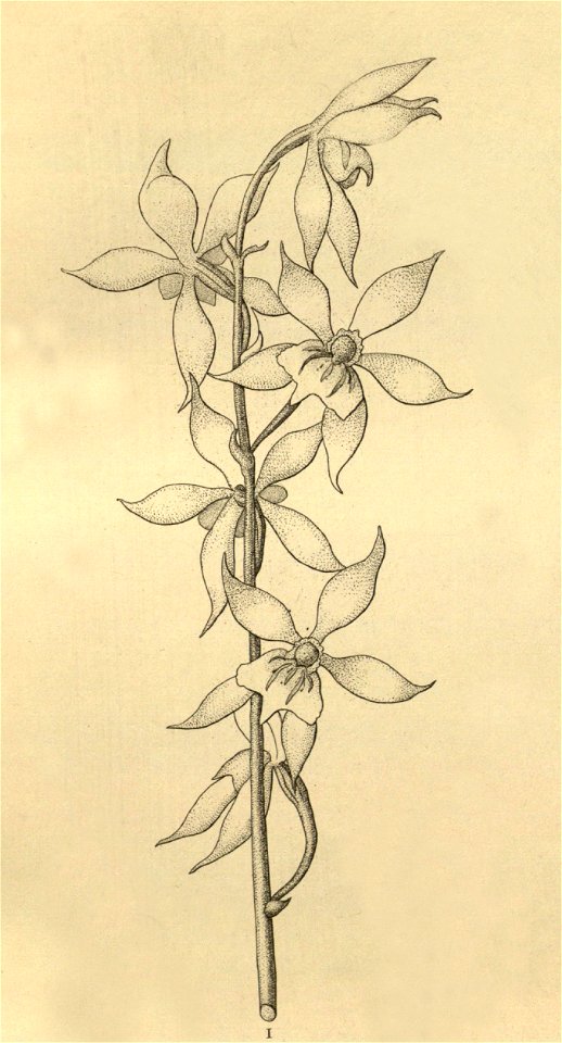 Oliveriana egregia - Cischweinfia dasyandra (as Trichopilia dasyandra)- Xenia 3 pl 230 - cropped
