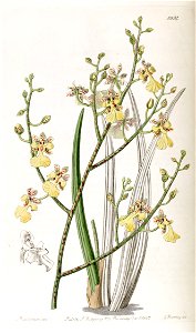 Oncidium cebolleta or Trichocentrum cebolleta - Edwards vol 23 pl 1994 (1837). Free illustration for personal and commercial use.