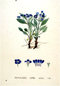 Omphalodes verna — Flora Batava — Volume v20